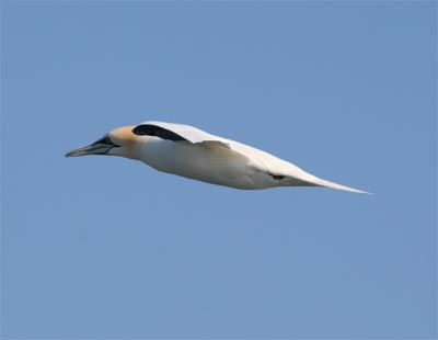 Northern Gannet