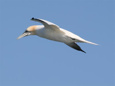 Northern Gannet