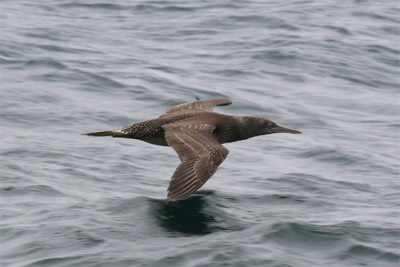 Northern Gannet