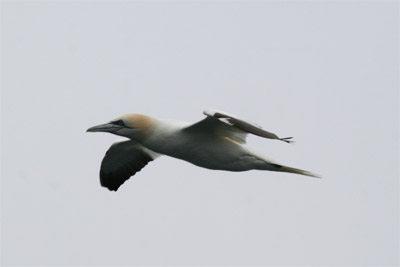 Northern Gannet