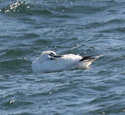 Northern Gannet