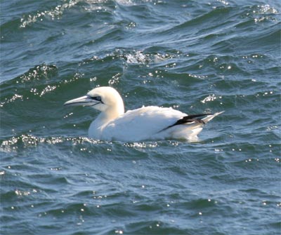 Northern Gannet