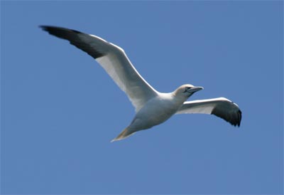 Northern Gannet