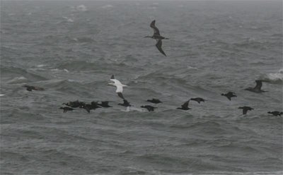 Northern Gannet and Scoters