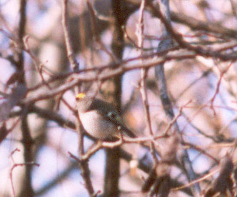 Golden Crowned Kinglet 1