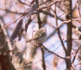 Golden Crowned Kinglet 2