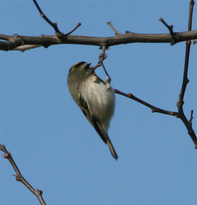 Golden Crowned Kinglet