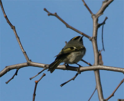 Golden Crowned Kinglet