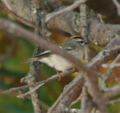 Golden Crowned Kinglet