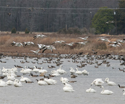 Tundra Swans and Canada Geese