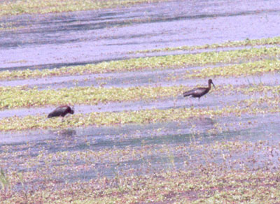 Glossy Ibis