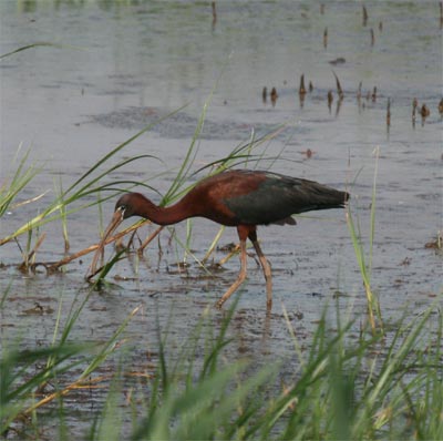 Glossy Ibis