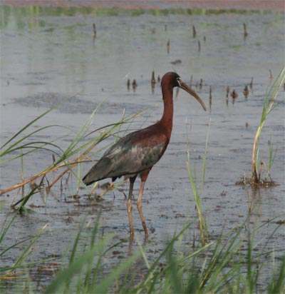 Glossy Ibis