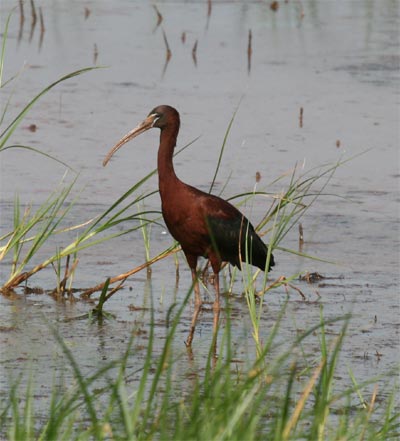 Glossy Ibis