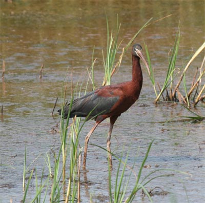 Glossy Ibis