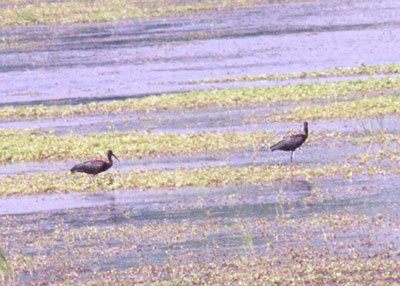 Glossy Ibis