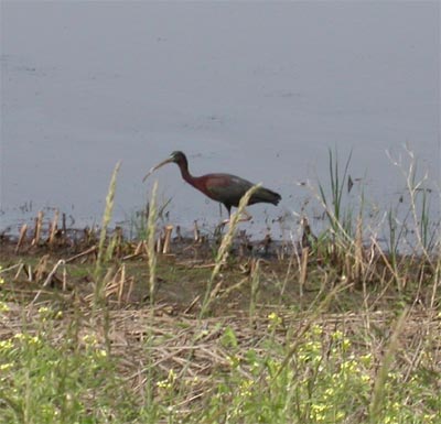 Glossy Ibis