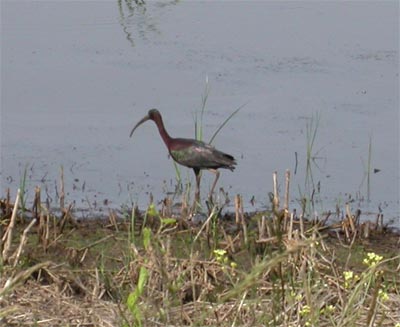 Glossy Ibis