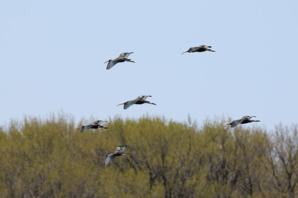 Glossy Ibis