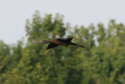 Glossy Ibis Flying