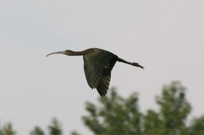 Glossy Ibis Flying