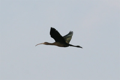 Glossy Ibis Flying