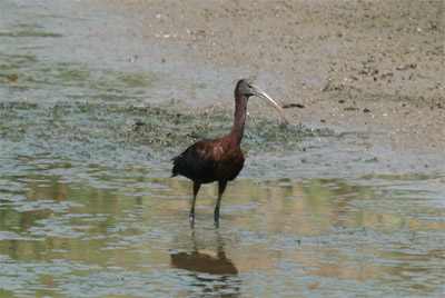 Glossy Ibis