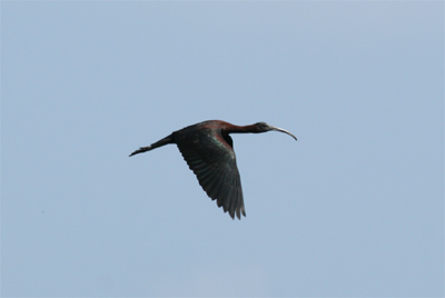 Glossy Ibis