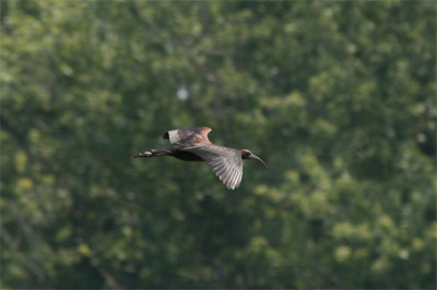 Glossy Ibis