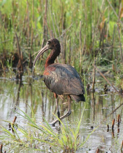 Glossy Ibis