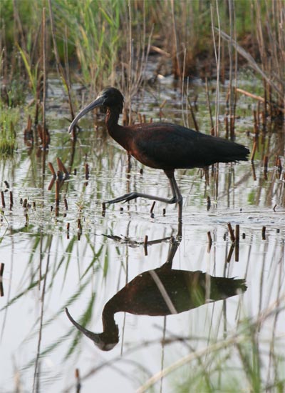 Glossy Ibis