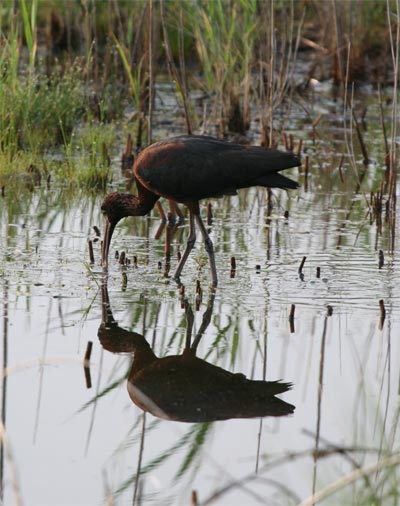 Glossy Ibis