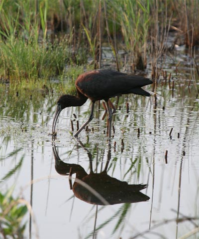 Glossy Ibis