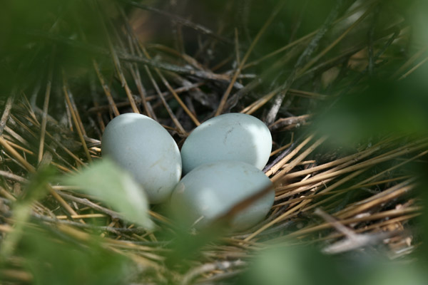 Glossy Ibis Eggs