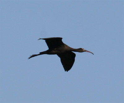 Glossy Ibis