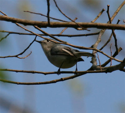 Blue-gray Gnatcatcher