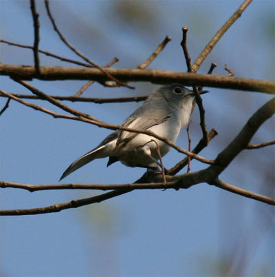 Blue-gray Gnatcatcher