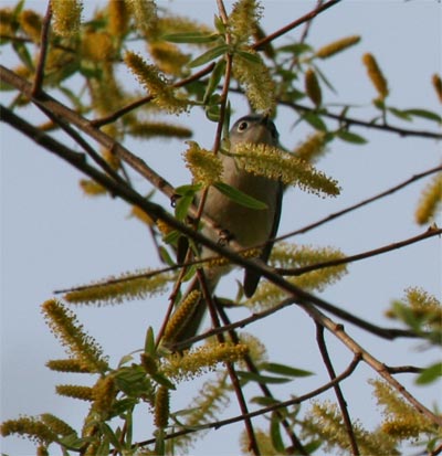 Blue-gray Gnatcatcher