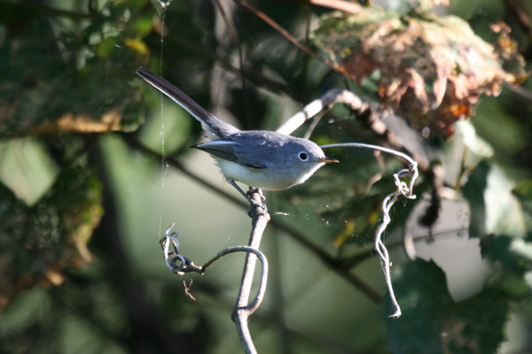 Blue-gray Gnatcatcher