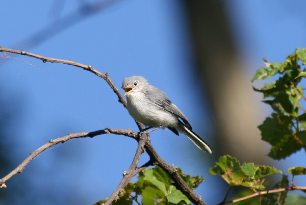 Blue-gray Gnatcatcher