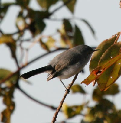 Blue-gray Gnatcatcher