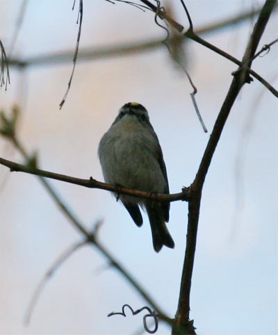 Golden Crowned Kinglet