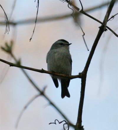 Golden Crowned Kinglet