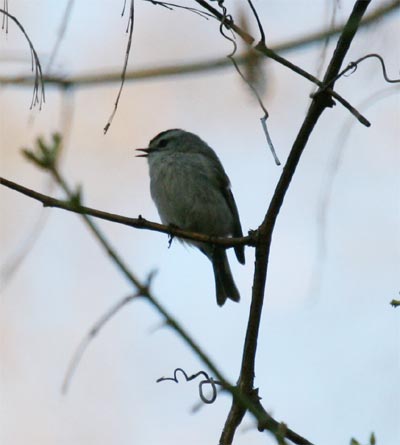 Golden Crowned Kinglet