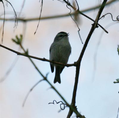 Golden Crowned Kinglet