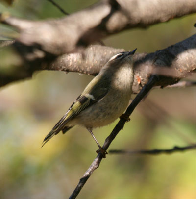 Golden Crowned Kinglet