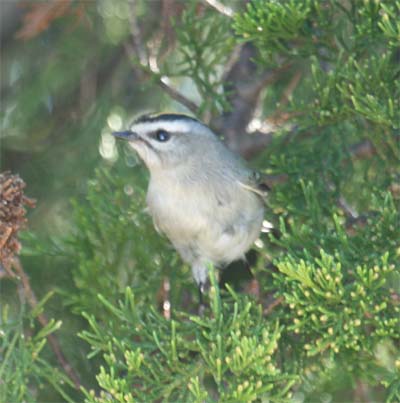 Golden Crowned Kinglet