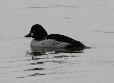 Common Goldeneye