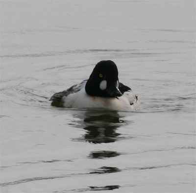 Common Goldeneye