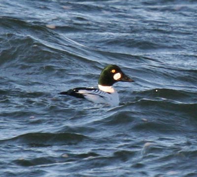 Common Goldeneye